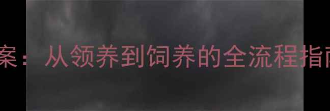 图片 养宠物注意事项教案：从领养到饲养的全流程指南（附实操清单）2