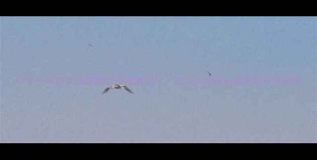 图片 小学一年级生命教育主题教案设计：生态安全融入课堂的实用指南