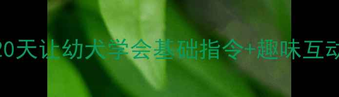 图片 🔥小狗Bingo训练教案｜20天让幼犬学会基础指令+趣味互动游戏（附详细步骤）🐾2